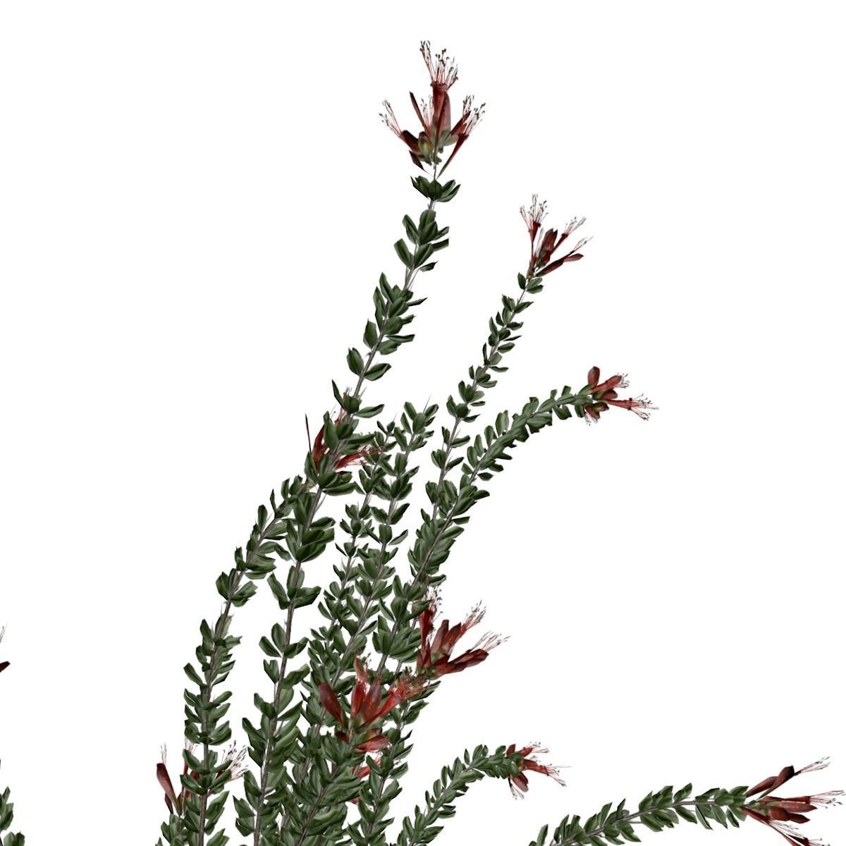 Ocotillo Plant - 07 - 3D model_2