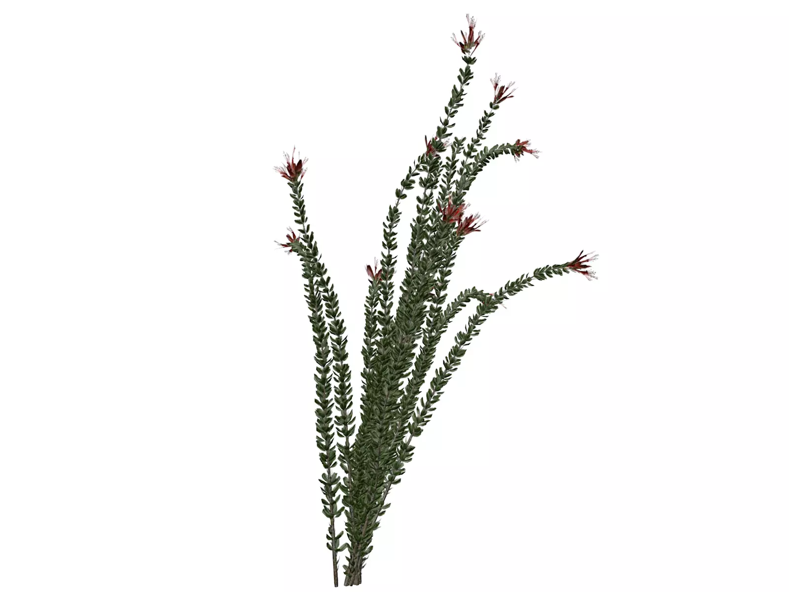 Ocotillo Plant - 07 - 3D model_0