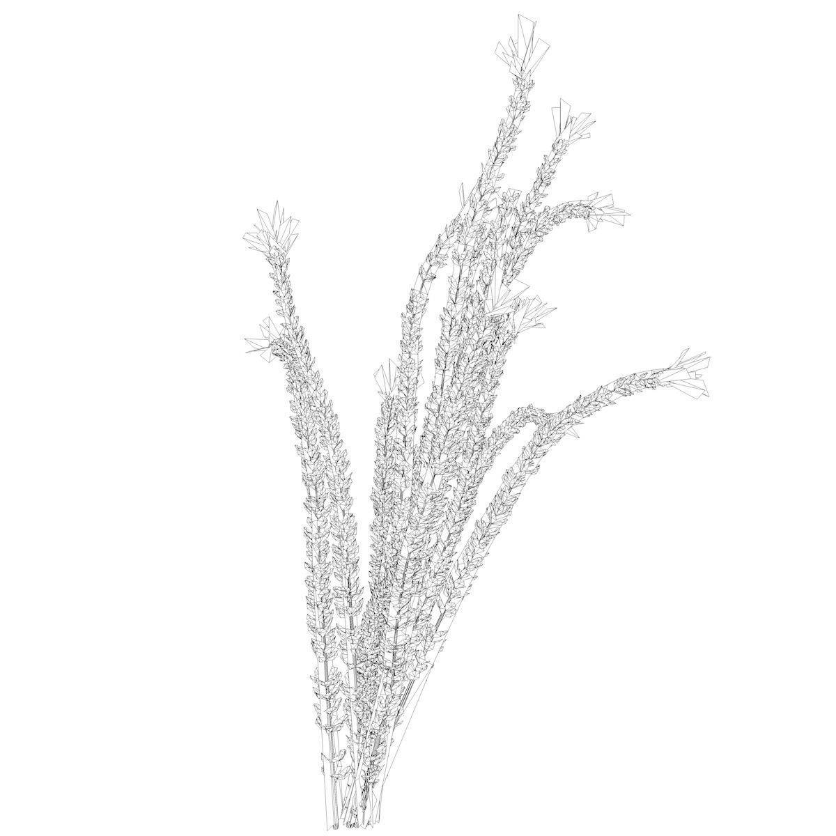 Ocotillo Plant - 07 - 3D model_1