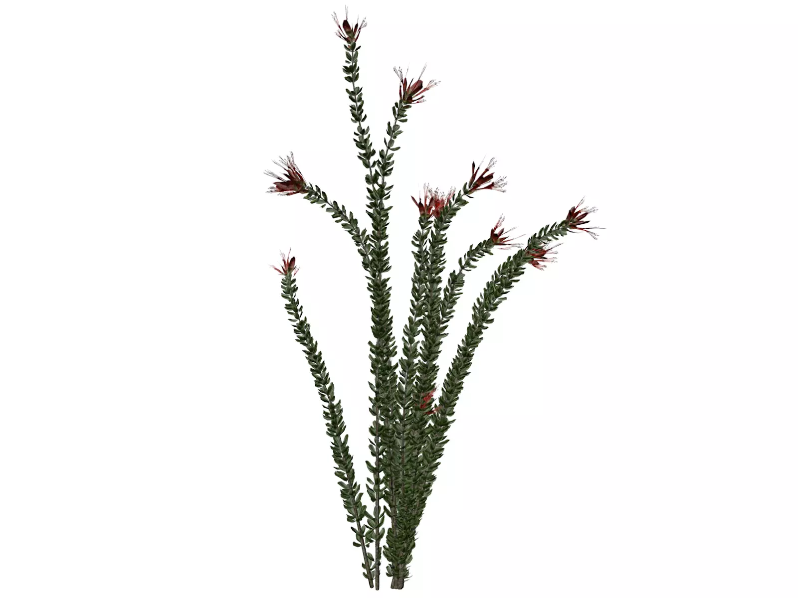 Ocotillo Plant - 08 - 3D model_0