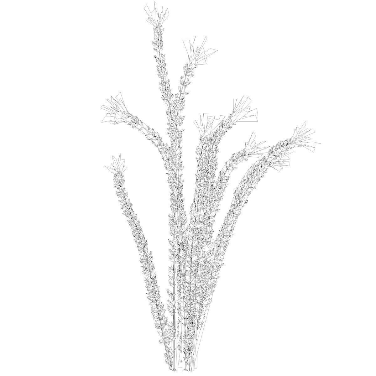 Ocotillo Plant - 08 - 3D model_1
