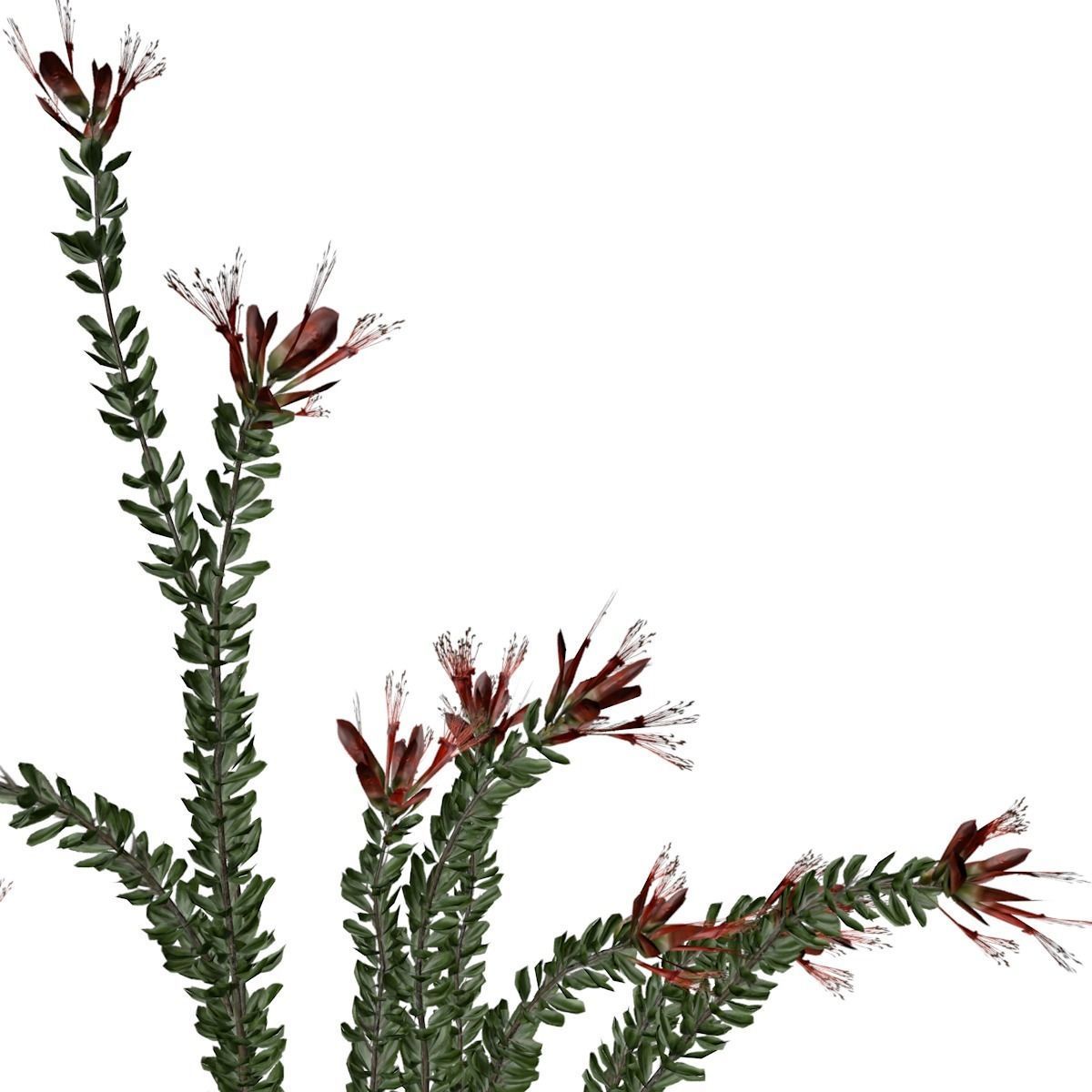 Ocotillo Plant - 08 - 3D model_2
