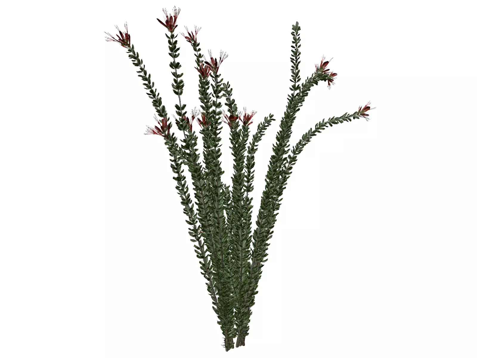 Ocotillo Plant - 09 - 3D model_0