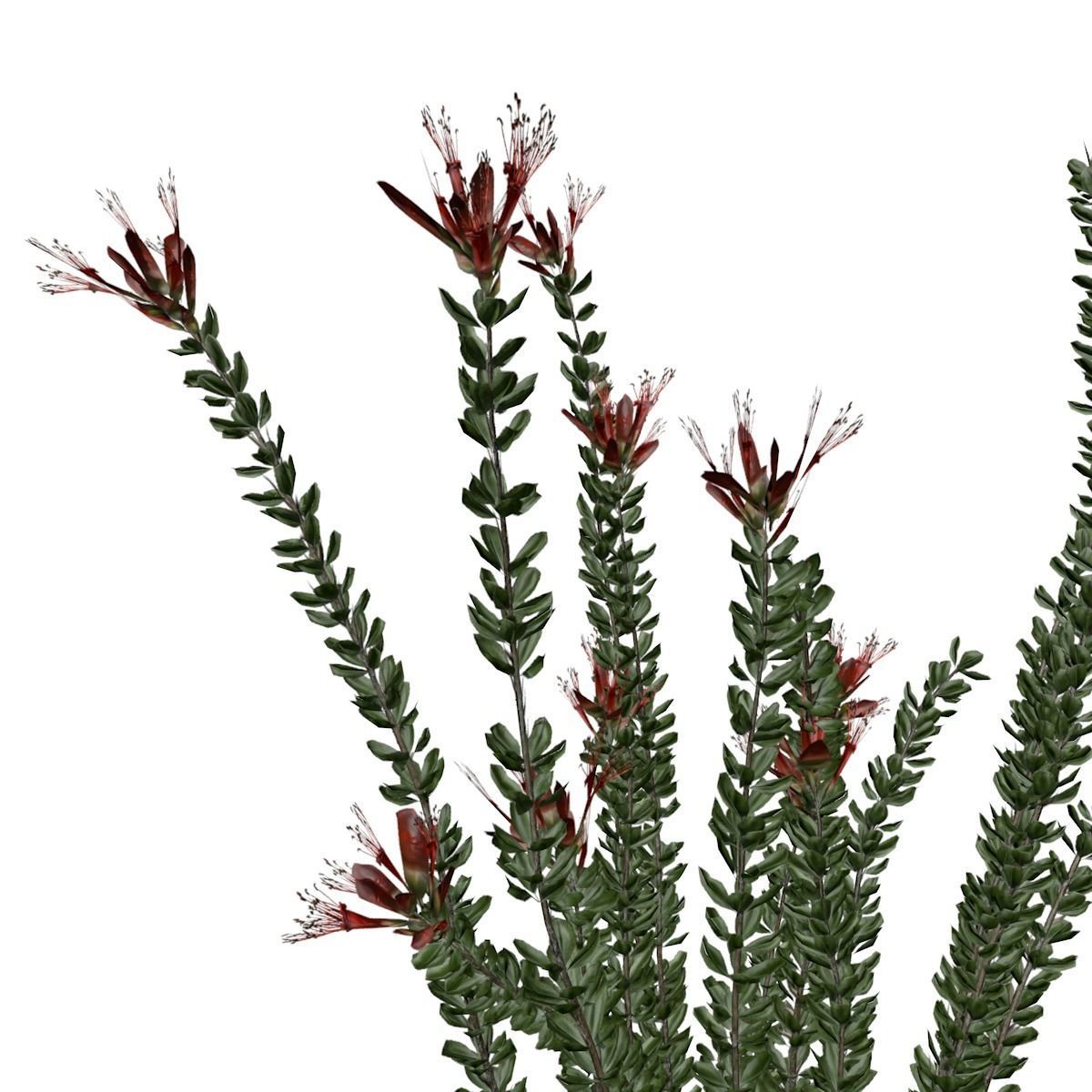 Ocotillo Plant - 09 - 3D model_2