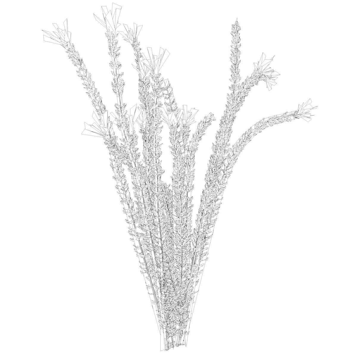 Ocotillo Plant - 09 - 3D model_1