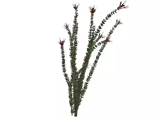 Ocotillo Plant  - 10 -