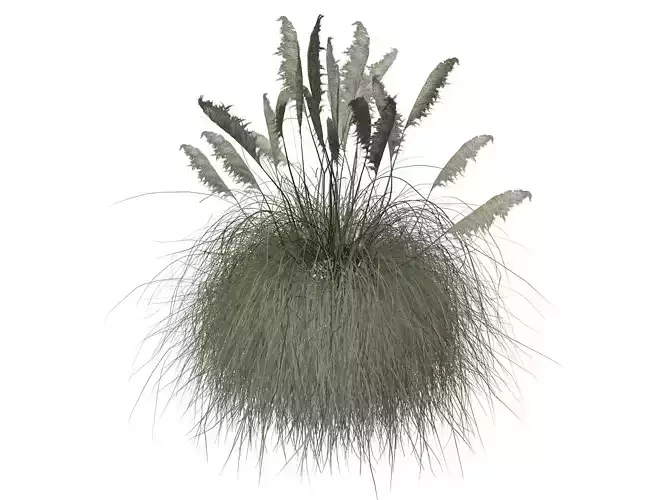 Pampas Grass Plant  - 01 -