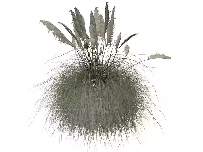 Pampas Grass Plant  - 02 -