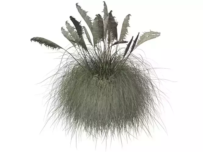 Pampas Grass Plant  - 03 -