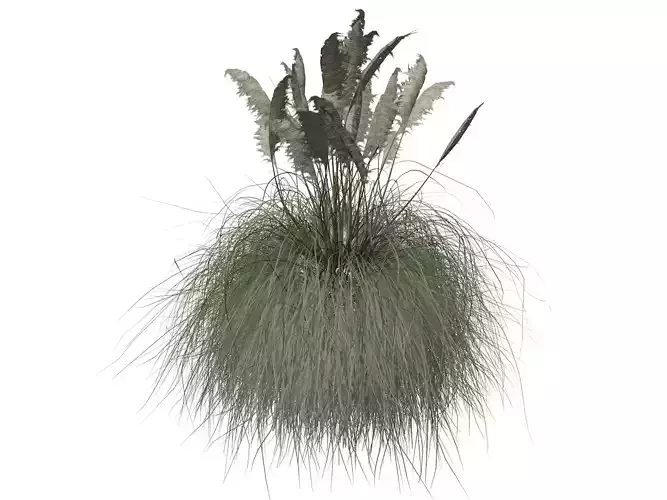 Pampas Grass Plant  - 04 -
