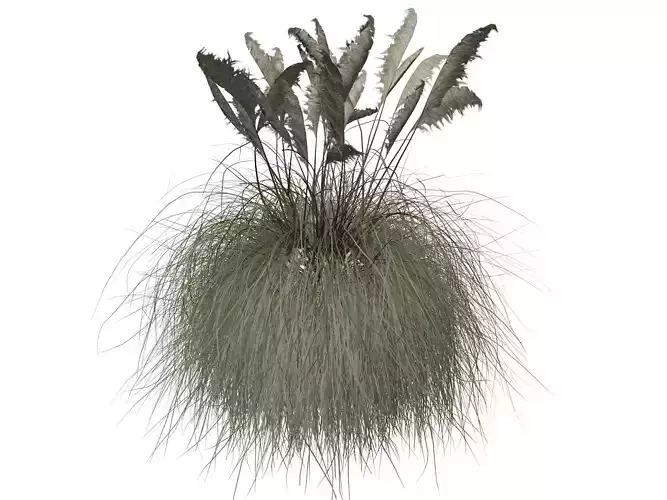 Pampas Grass Plant  - 05 -