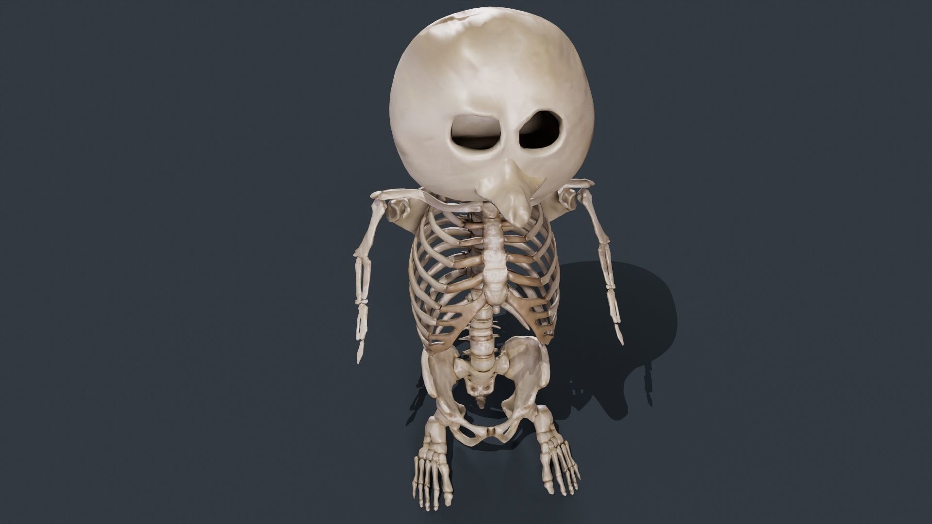Penguin Skull Low-poly 3D model_5