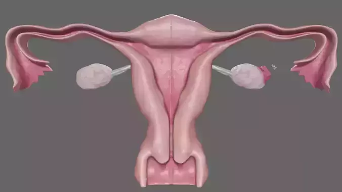 Ovulation in the left ovary and uterus