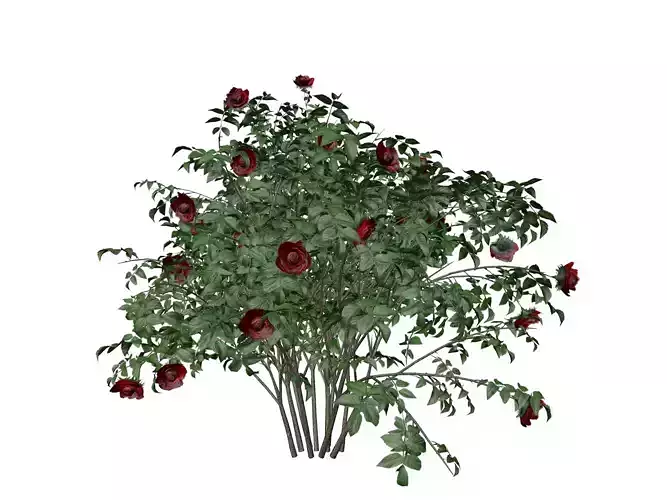 Red Rose Bush  - 01 -