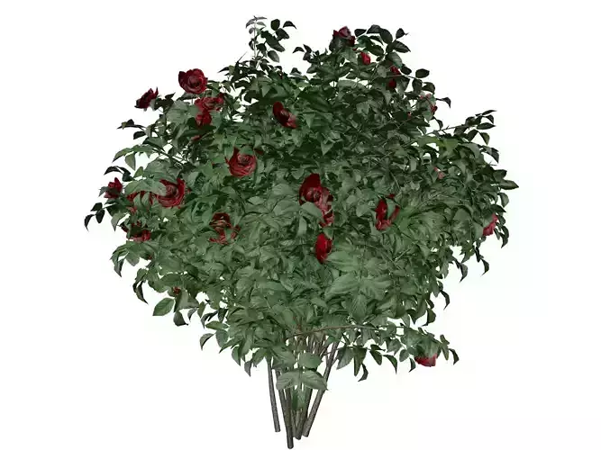 Red Rose Bush  - 02 -