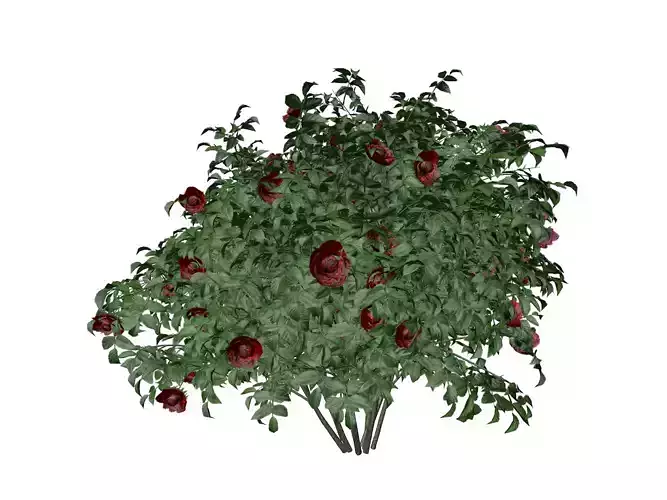 Red Rose Bush  - 03 -