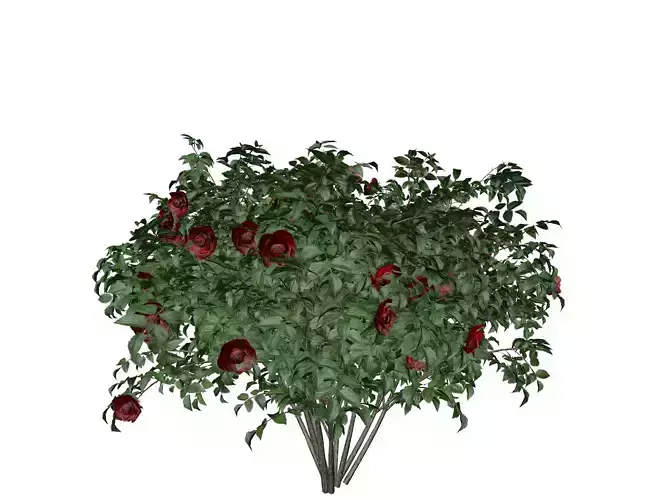 Red Rose Bush  - 04 -