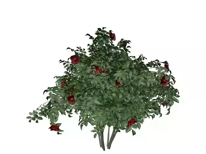 Red Rose Bush  - 05 -