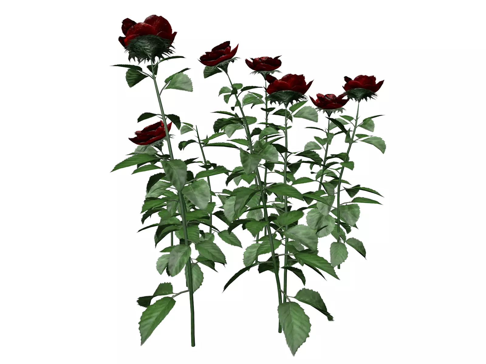 Red Rose Patch - 01 - 3D model_0