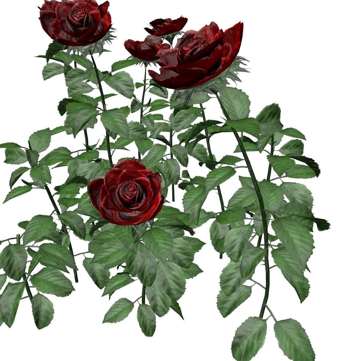 Red Rose Patch - 01 - 3D model_2