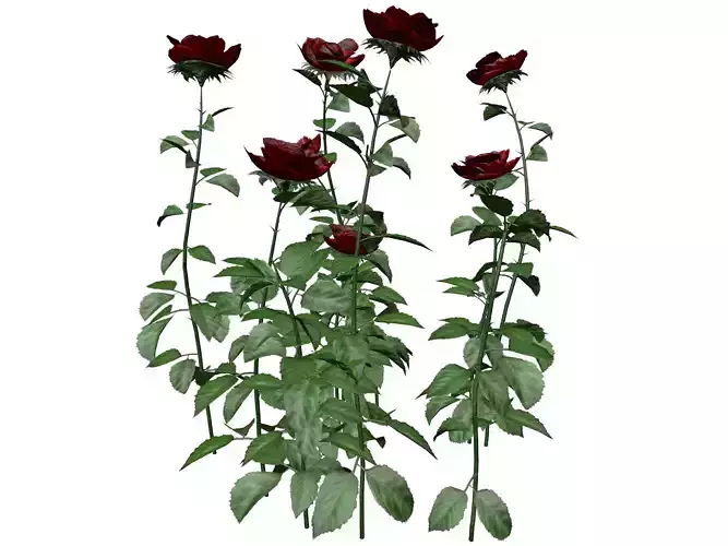 Red Rose Patch  - 02 - 3D model