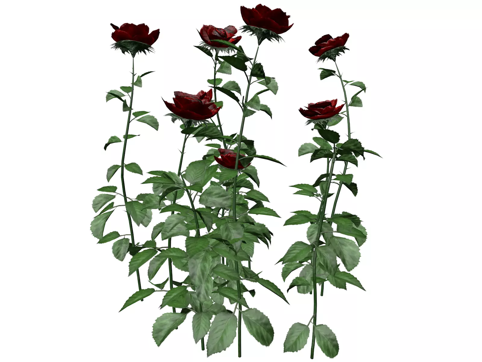Red Rose Patch  - 02 - 3D model_0