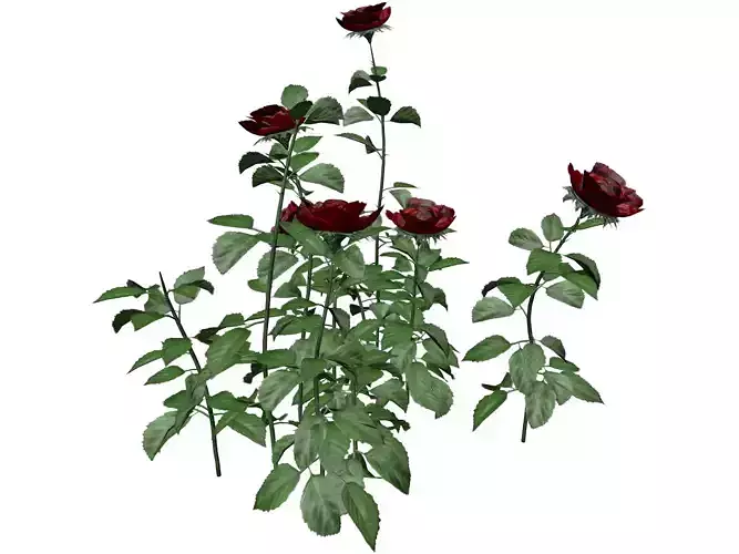 Red Rose Patch  - 05 - 3D model