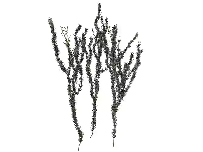 Sagebrush Plant  - 01 -