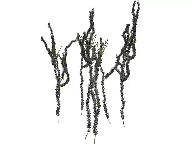 Sagebrush Plant  - 02 -