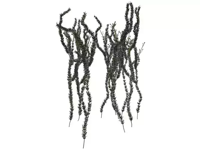 Sagebrush Plant  - 03 -