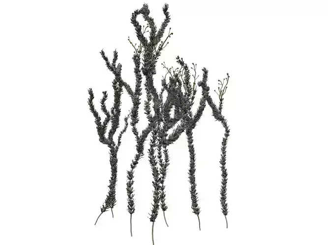 Sagebrush Plant  - 04 -