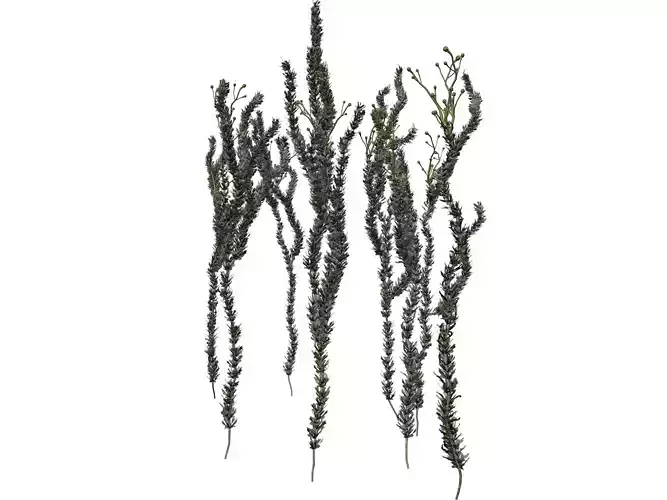 Sagebrush Plant  - 05 -