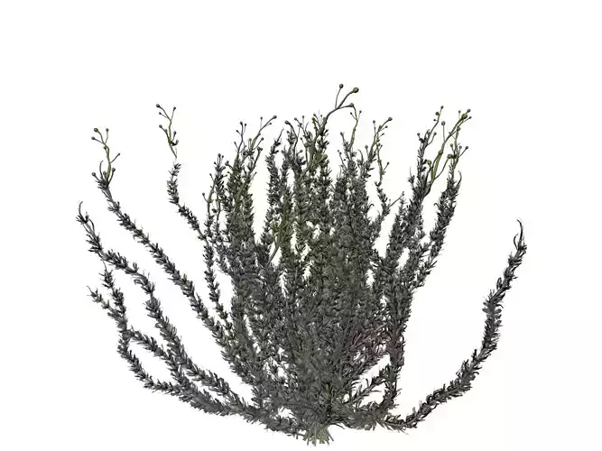 Sagebrush Bush  - 01 - 3D model