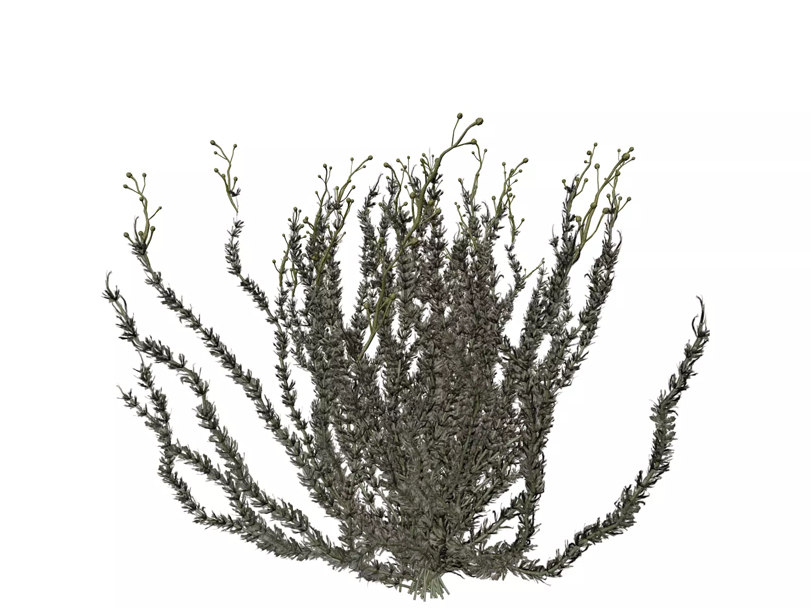 Sagebrush Bush  - 01 - 3D model_0