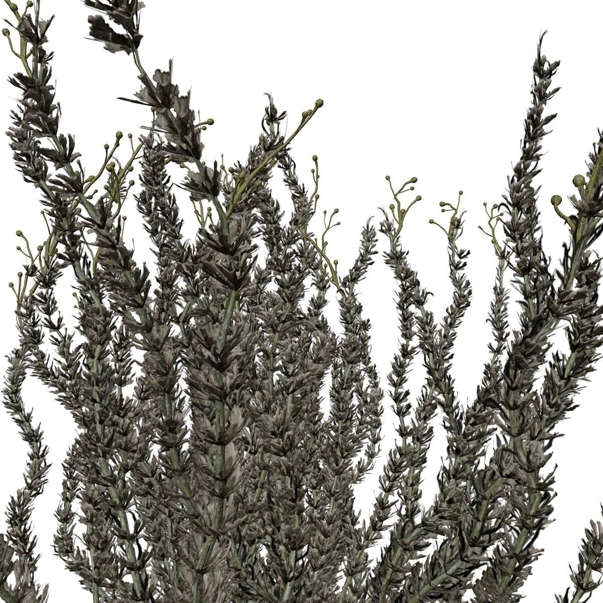 Sagebrush Bush  - 01 - 3D model_2