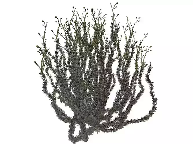 Sagebrush Bush  - 02 -