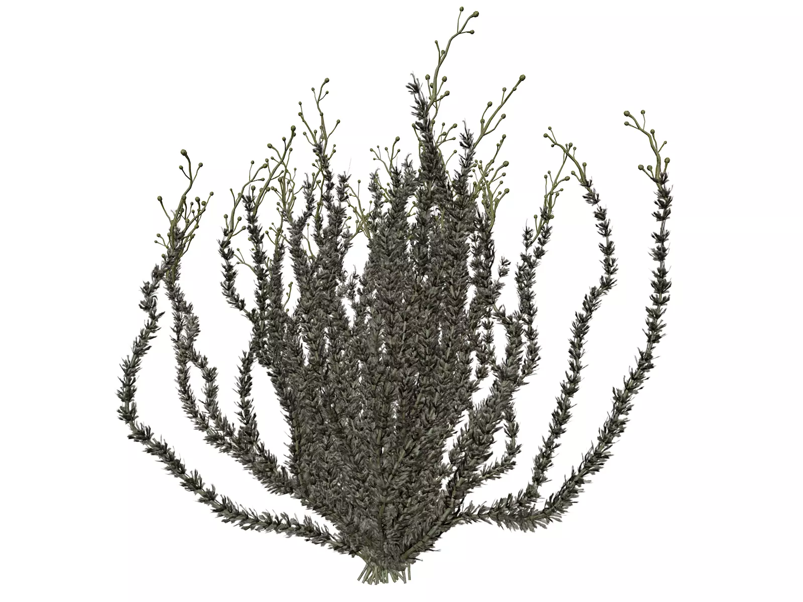 Sagebrush Bush  - 03 - 3D model_0