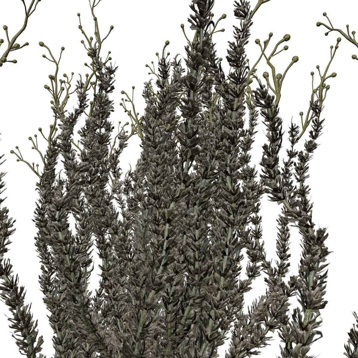 Sagebrush Bush  - 03 - 3D model_2