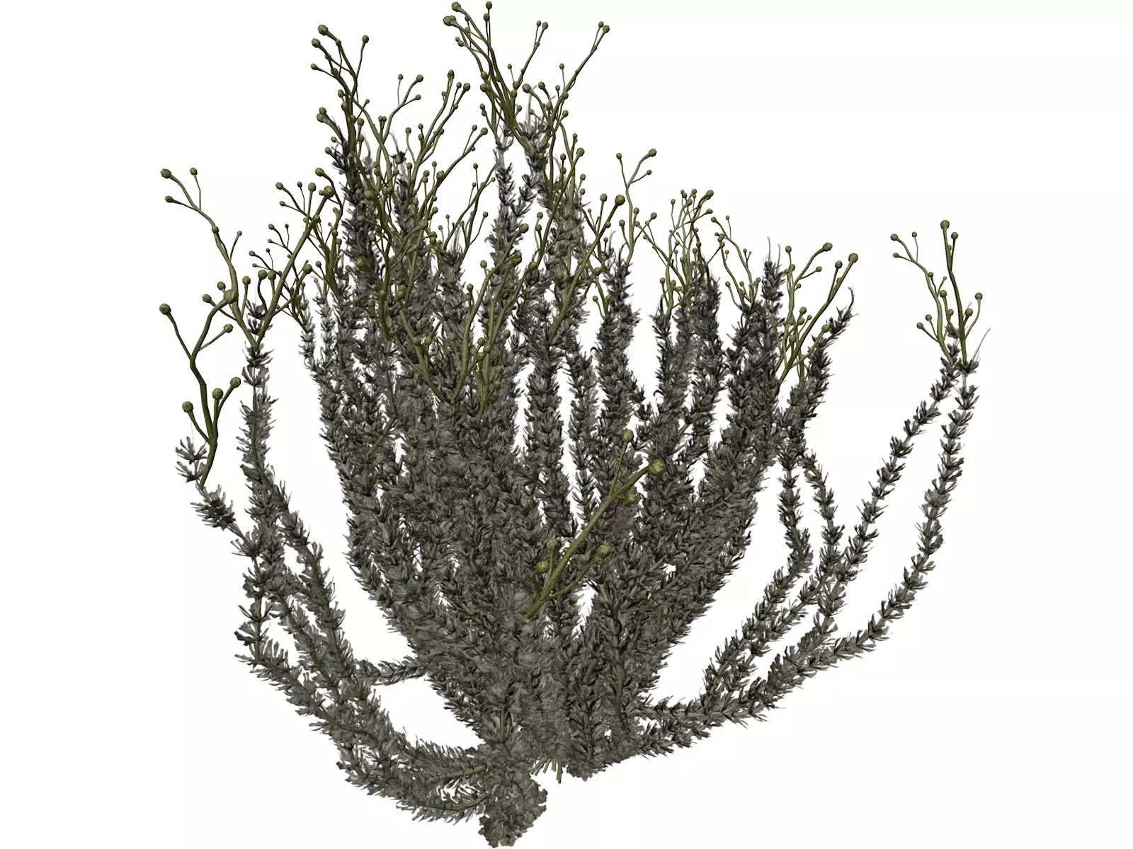 Sagebrush Bush  - 04 - 3D model_0