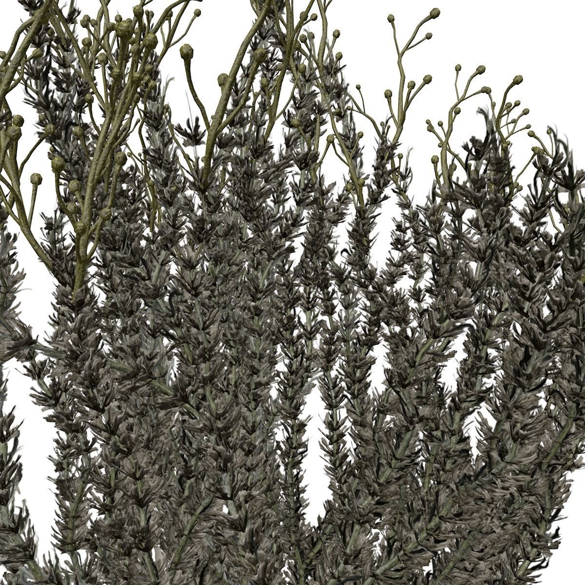 Sagebrush Bush  - 04 - 3D model_2