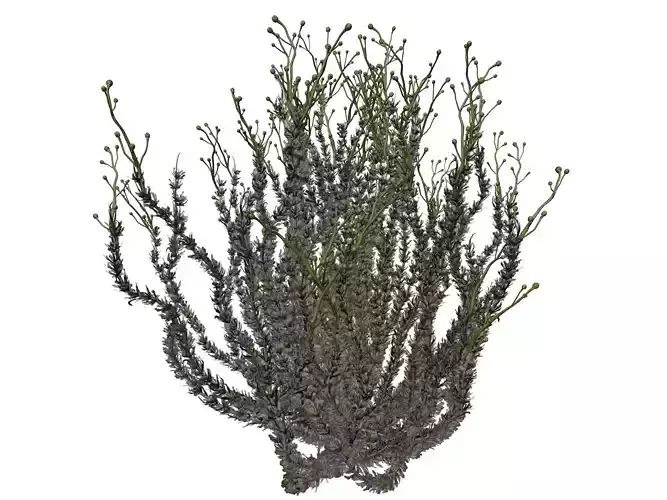 Sagebrush Bush  - 05 -