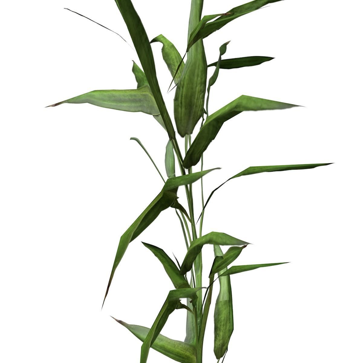 Switchcane Plant  - 01 - 3D model_2