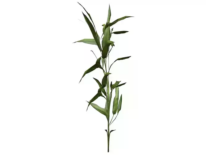 Switchcane Plant  - 01 -