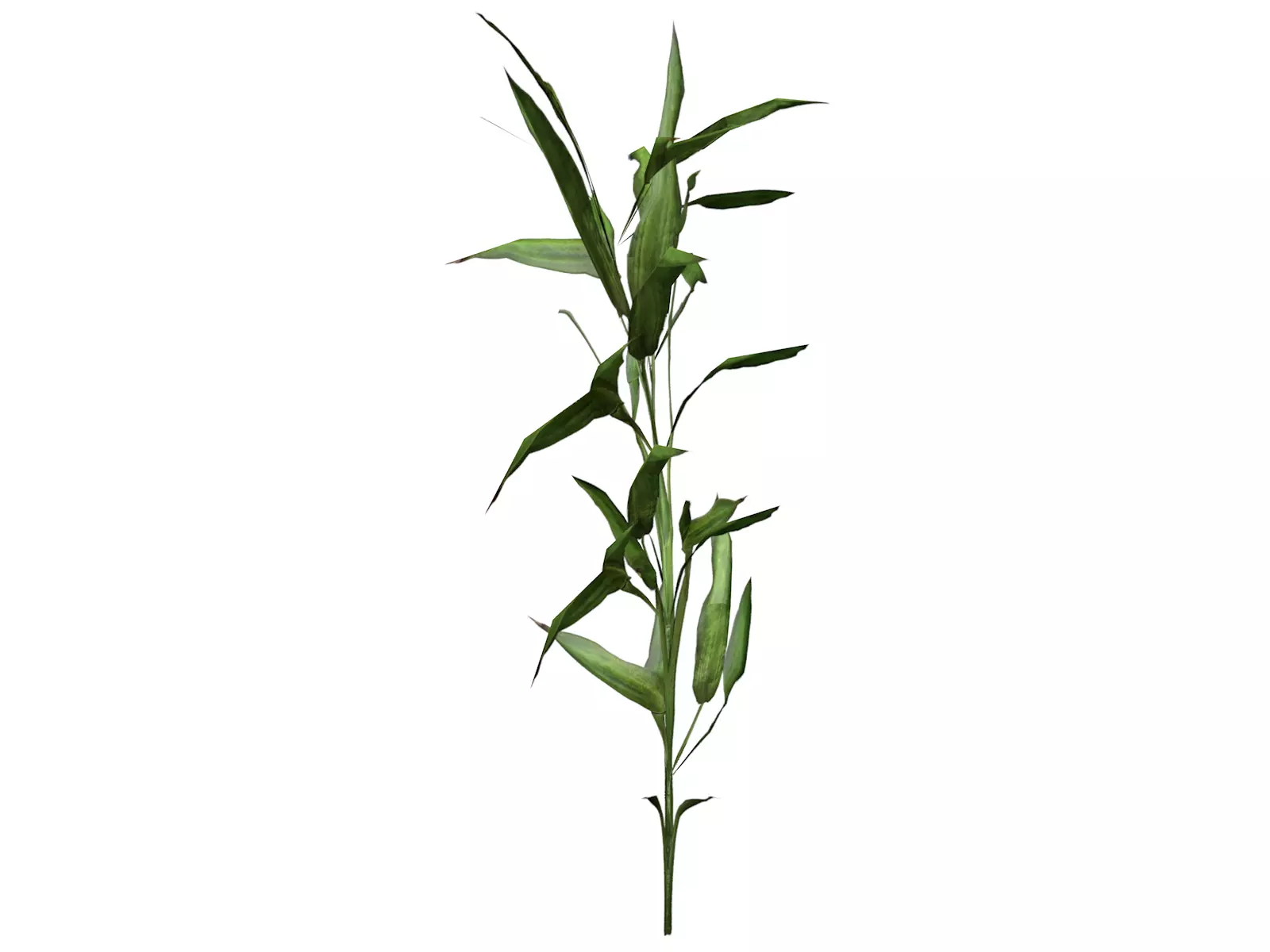 Switchcane Plant  - 01 - 3D model_0