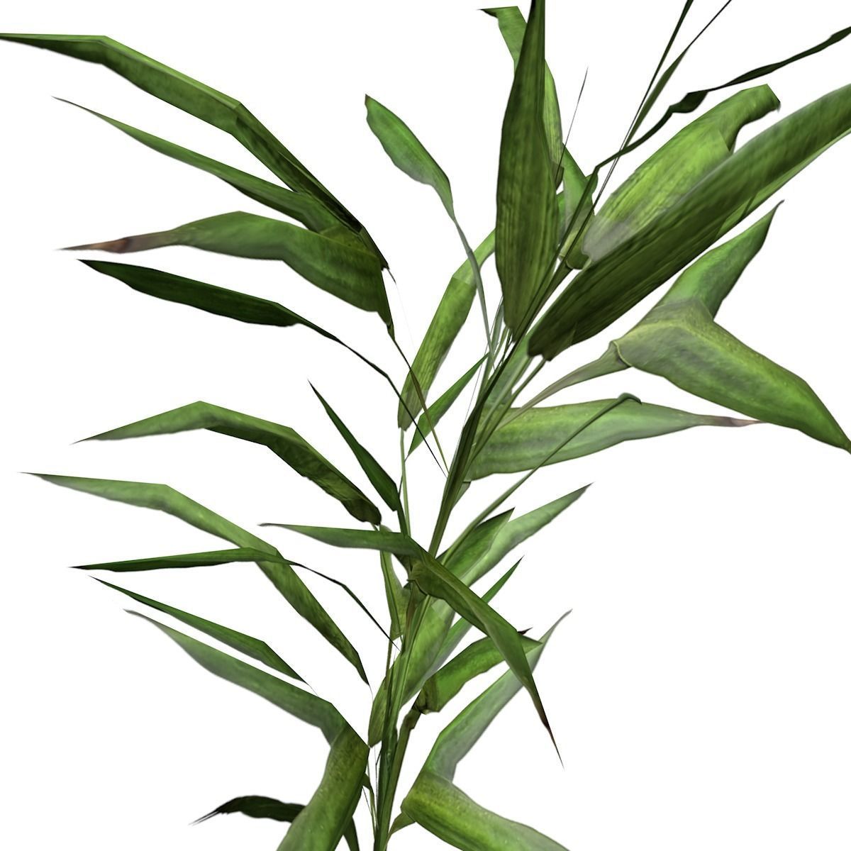 Switchcane Plant  - 04 - 3D model_2