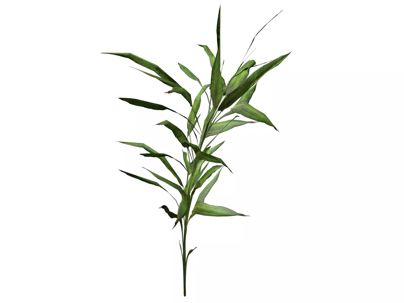 Switchcane Plant  - 04 - 3D model_0