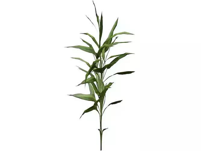 Switchcane Plant  - 05 -