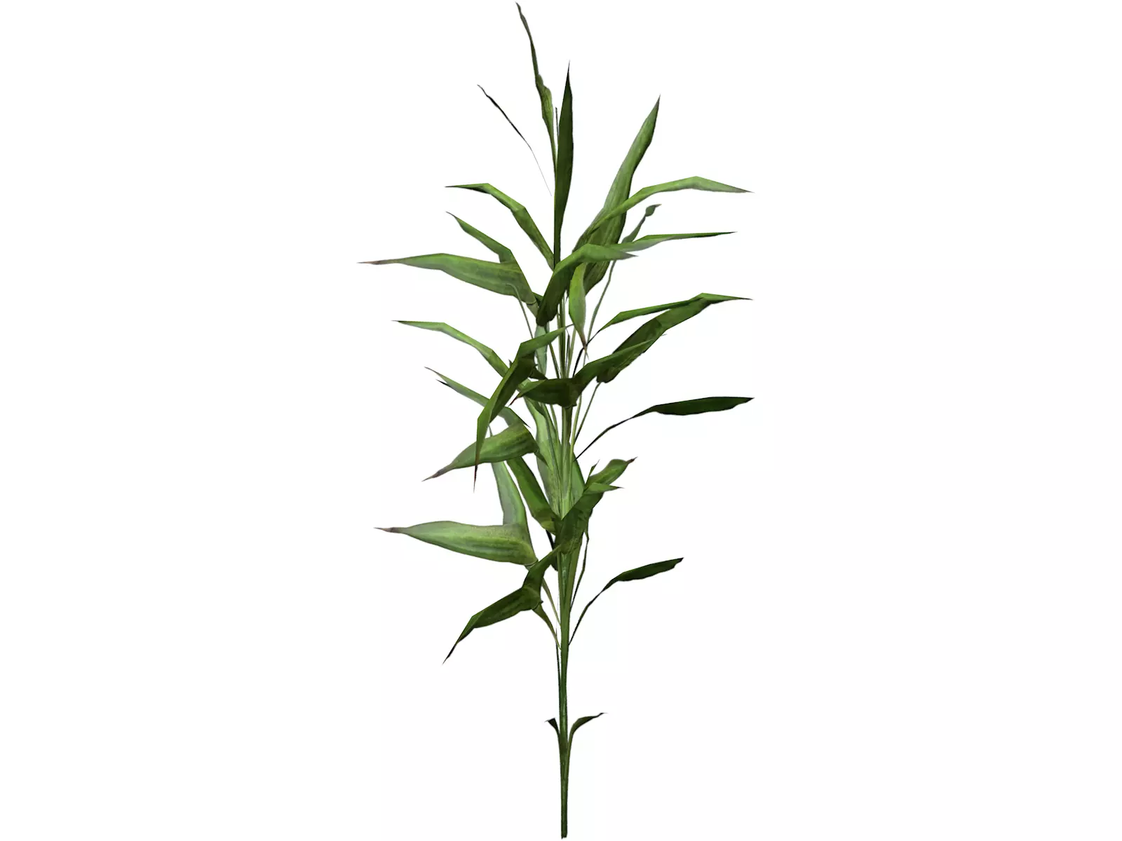 Switchcane Plant  - 05 - 3D model_0