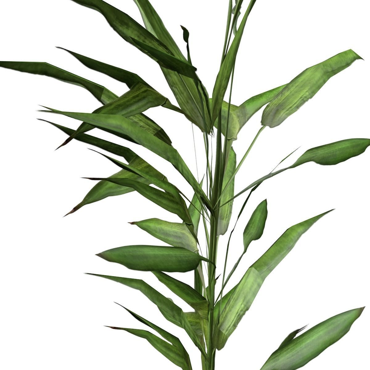 Switchcane Plant  - 05 - 3D model_2