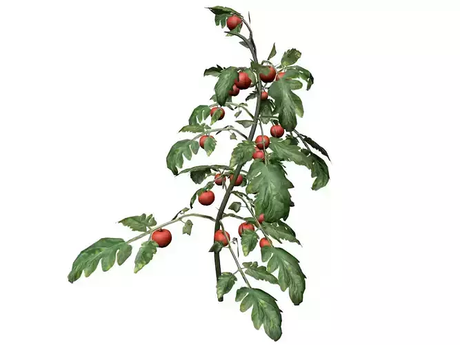 Tomato Plant  - 01 -